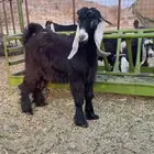 تيوس عوارض