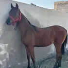 مهر واهو والبيع شعبي