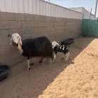 نجديه جرم تحتها رخل طيبه