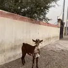 تيس اوشح أدهم