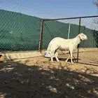 فحل اصفر ابرص