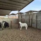 خروف حري
