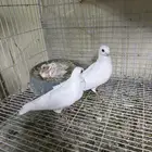 جوز بولندي مع انتاجه للبيع