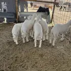 ذبايح للبيع جمله تفريد