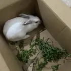 أرنب