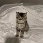 قطط للبيع سكوتش