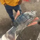سمك