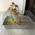 أرنب فرنسي