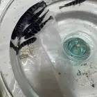 سمك زينه افيركان سيكليد ارزق
