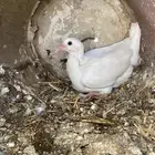 حمام فرنسي