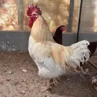 ديوك لوهمان براون