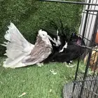 زوج رقاص أمريكي