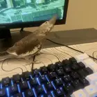 فرخ كروان هولندي وايت فيس هدد داخلي