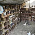 حمام الموقع الابواء