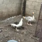 وز للبيع