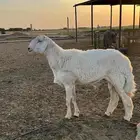فحل حري