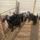 تيوس وجفار