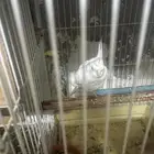 سلام عليكم جوز كروان