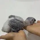 فرخ كاسكو سوبر جامبو ( تم البيع )