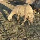 ضان صفر 20 بالفحل 2متابيع تحتها 3 والباقيه دفيع باذان الله