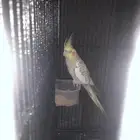 انثى كروان فراشه