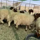 بهم نعيم جبر جذعان مراح واحد