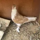 طبات حمام