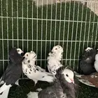 حمام بلجيكي