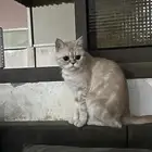 قطة انثى سمواتش للبيع