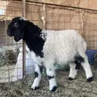 خروف نعيمي ( تم البيع)