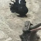 حمام رقاص أمريكي