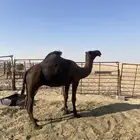 فحل مجهم