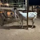 عنز هولنديه
