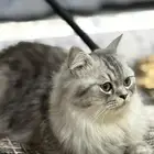 قطط للتبني