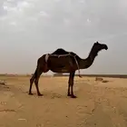 ثنتين خلفات مجاهيم