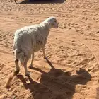 للبيع شاه مضرع
