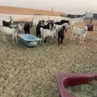 معزاء دفيع عوارض جمله