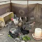 للبيع دجاج فيومي