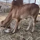 بقر بلدي