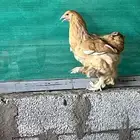دجاج براهما