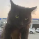 قط للتبني في جدة وراح اوصله لباب بيتك