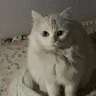 قطه للبيع على السوم