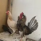 دجاجة وديك للبيع
