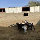 تيوس