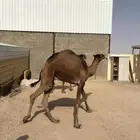 مفاريد طيبه حد البيع   7000