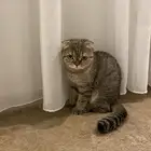 قطط تبني