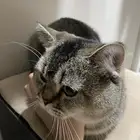 سكوتش للتبني