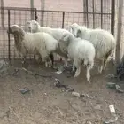 غنم جورجية