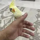 طائر كوكتيل اليف