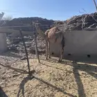 للبيع قعود